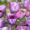 Tulip 'Blue Heaven'