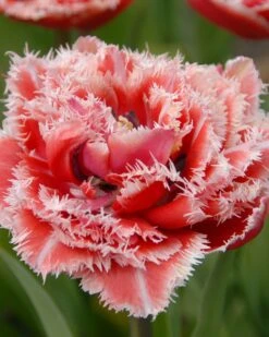 Tulip 'Queensland'