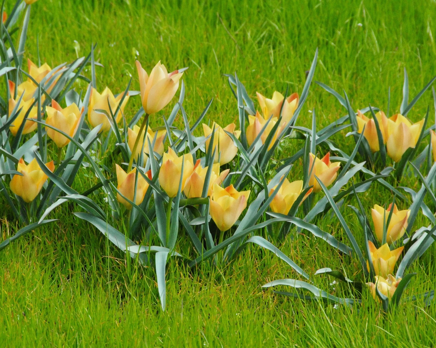 Tulip 'Bright Gem' - Image 3