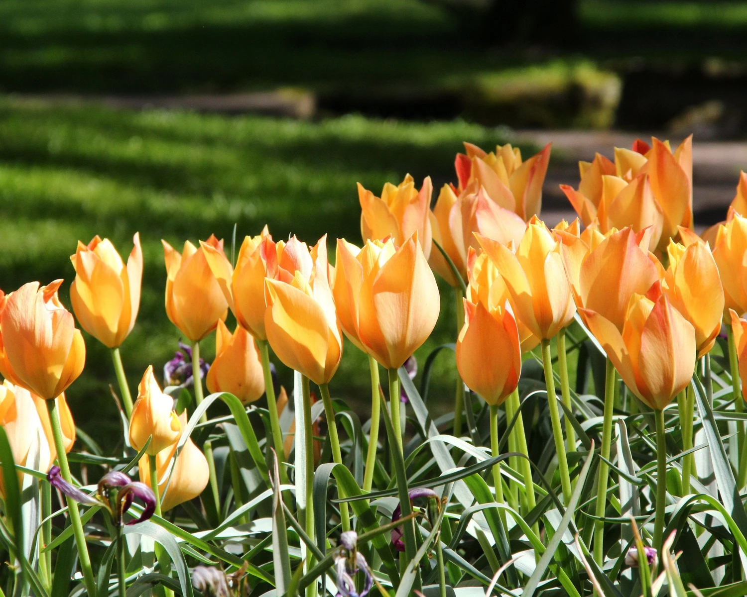 Tulip 'Bright Gem' - Image 5