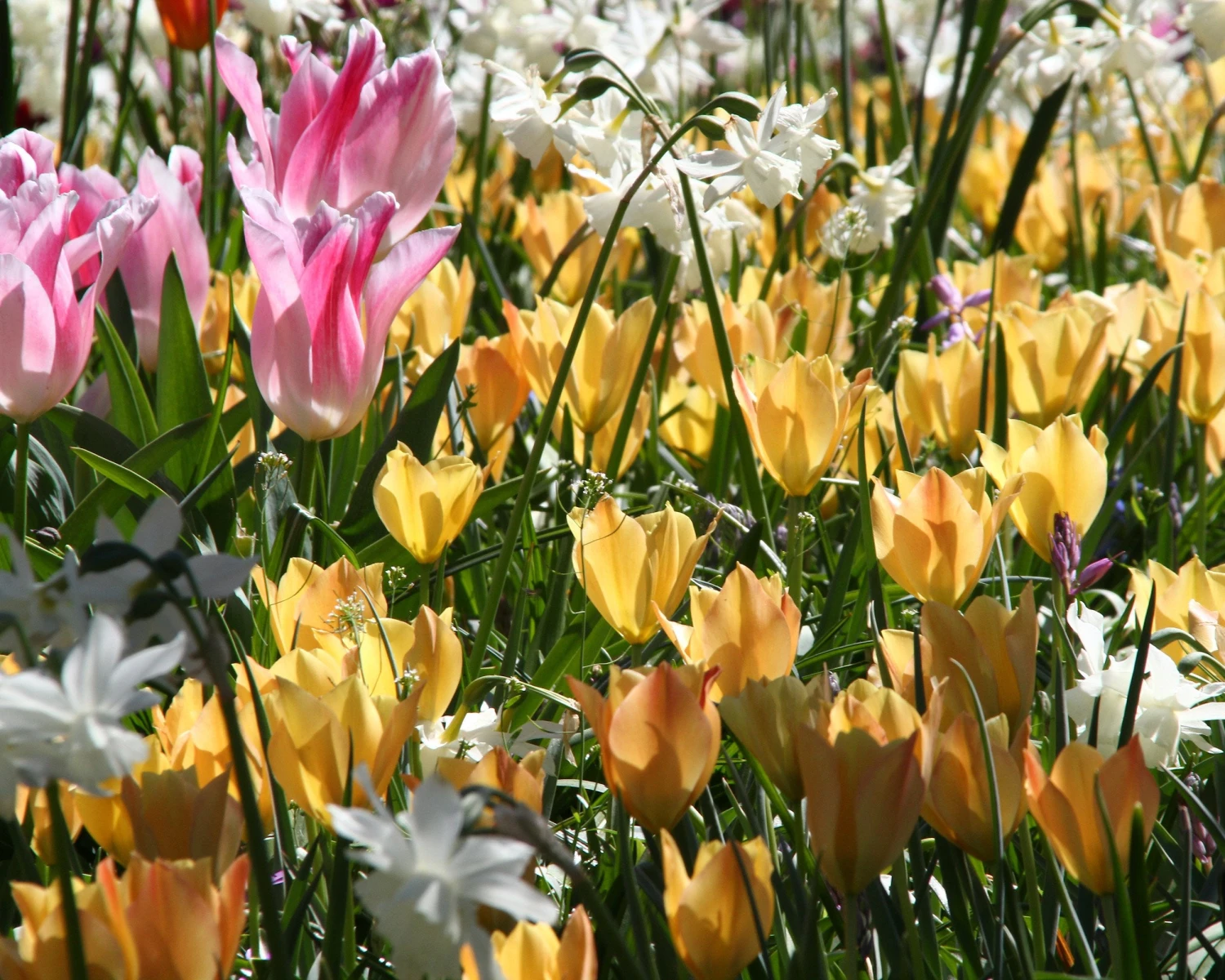 Tulip 'Bright Gem' - Image 4