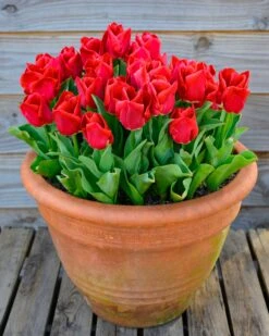 Tulip 'Calgary Red'