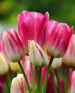 Tulip 'Candy Club'