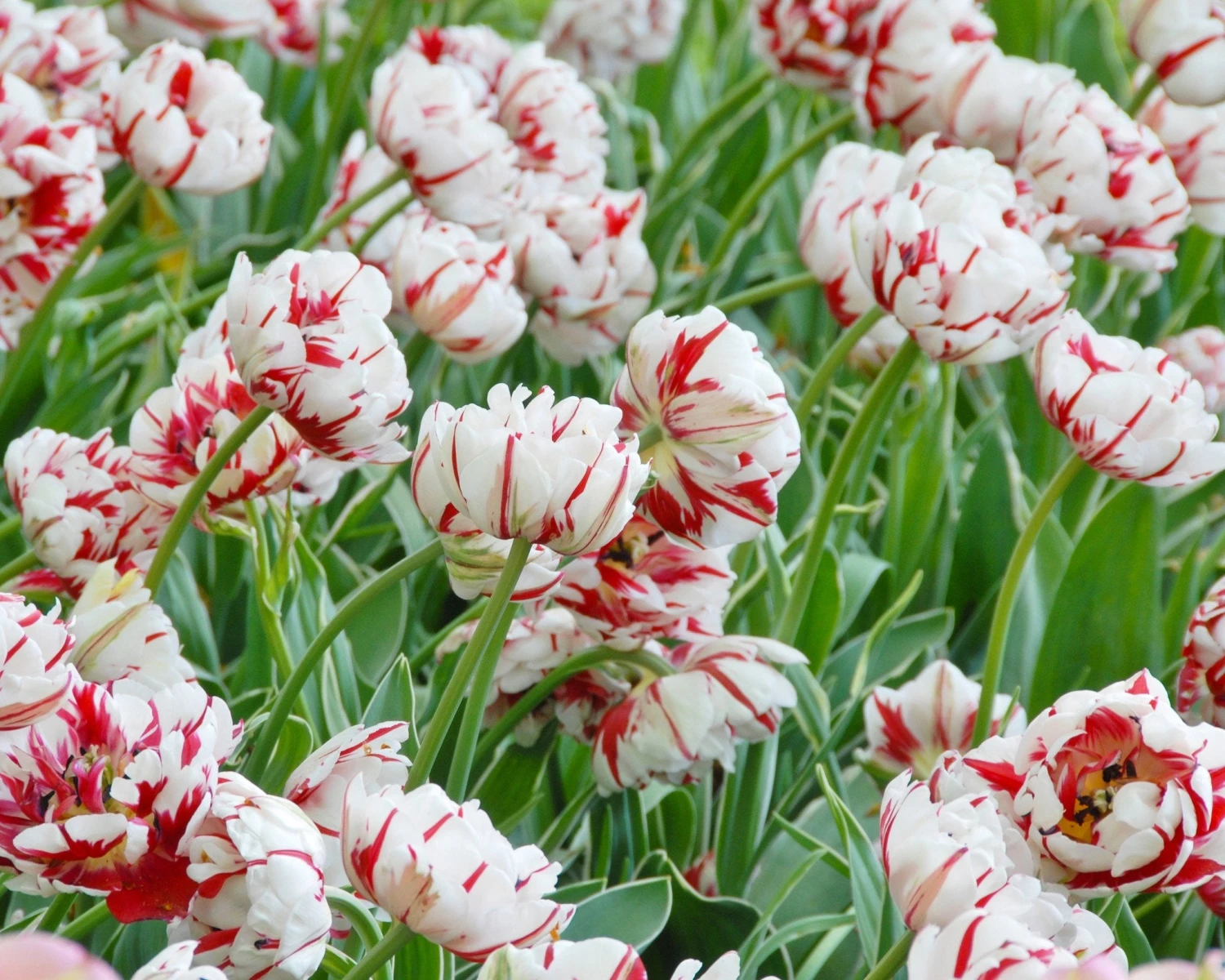 Tulip 'Carnaval De Nice' - Image 3