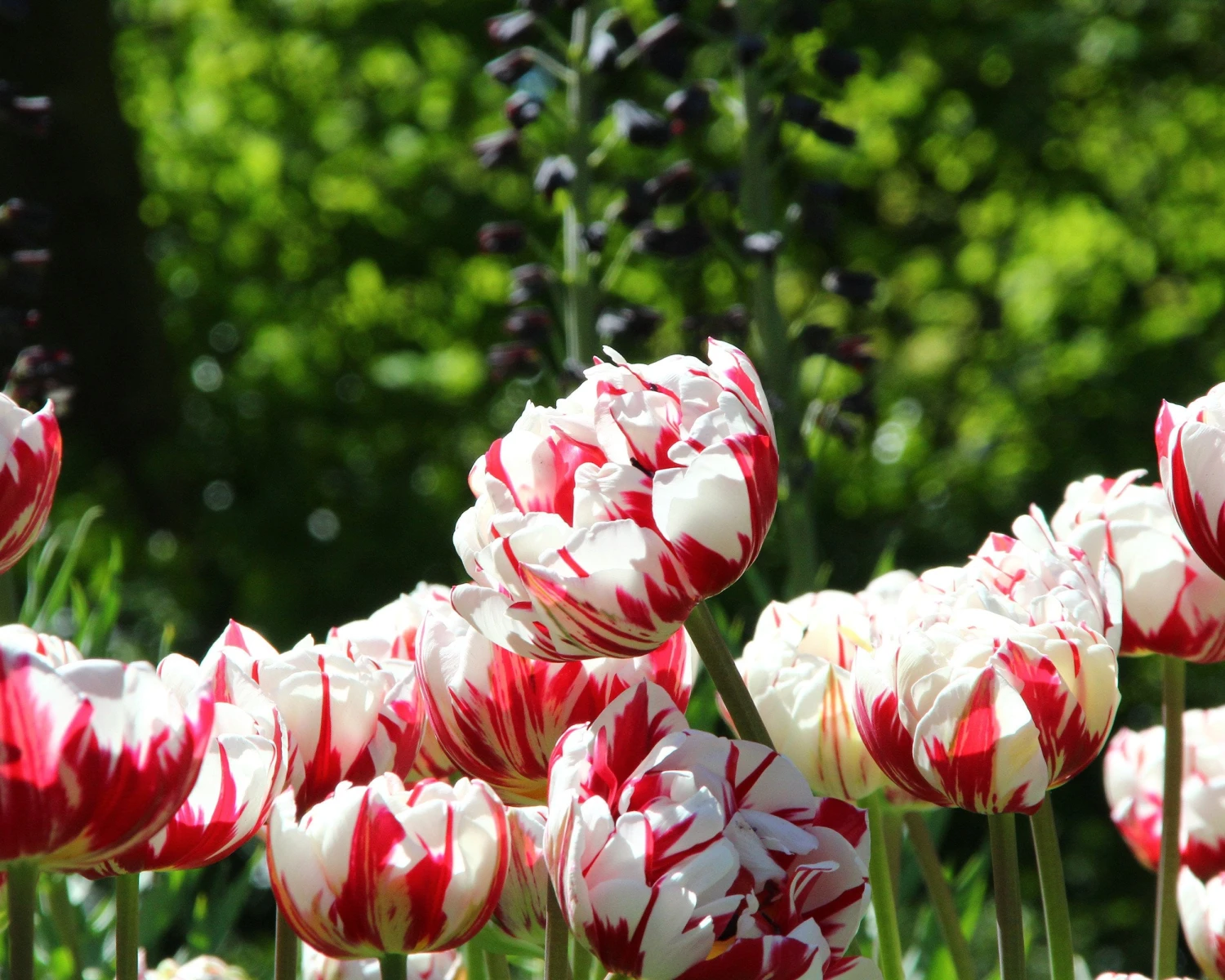 Tulip 'Carnaval De Nice' - Image 2