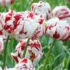 Tulip 'Carnaval De Nice'