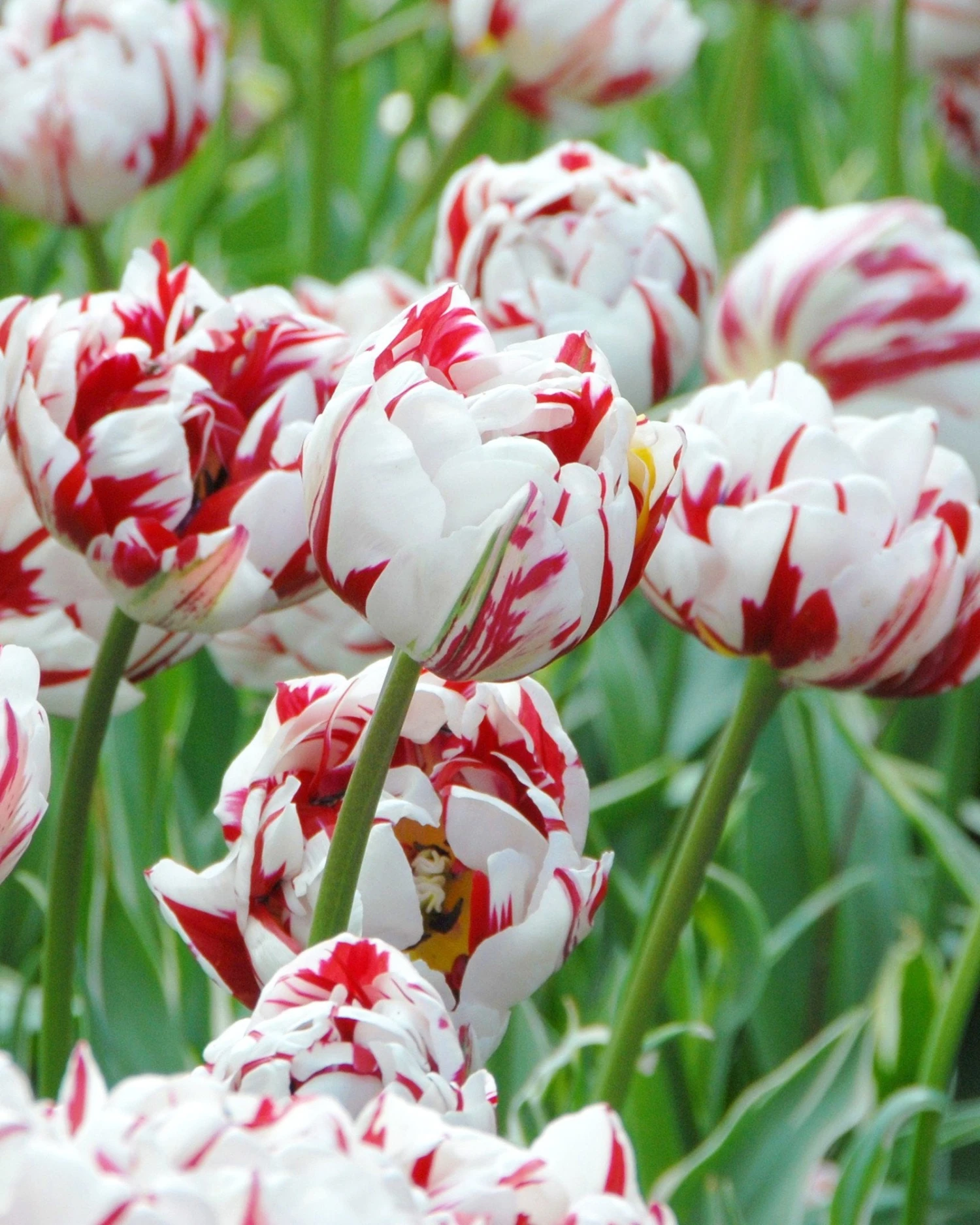Tulip 'Carnaval De Nice'