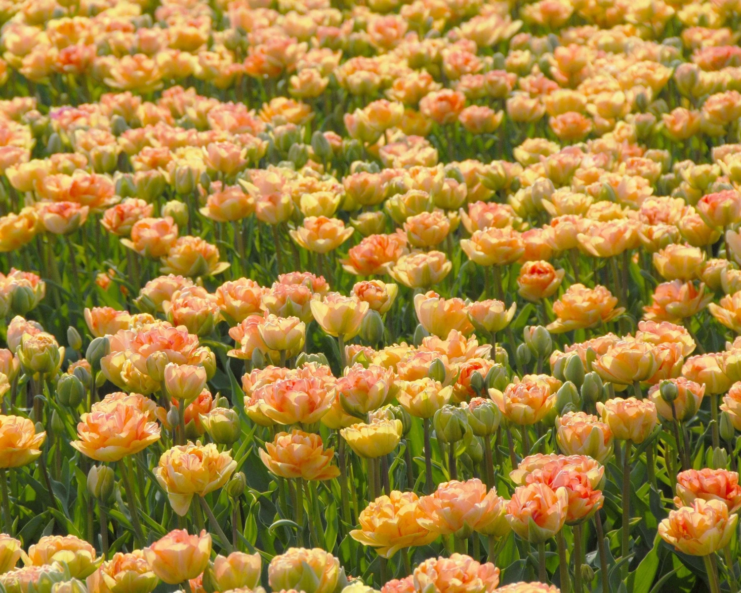 Tulip 'Charming Lady' - Image 3