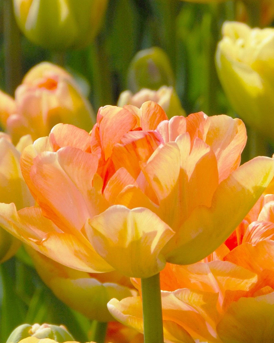 Tulip 'Charming Lady'