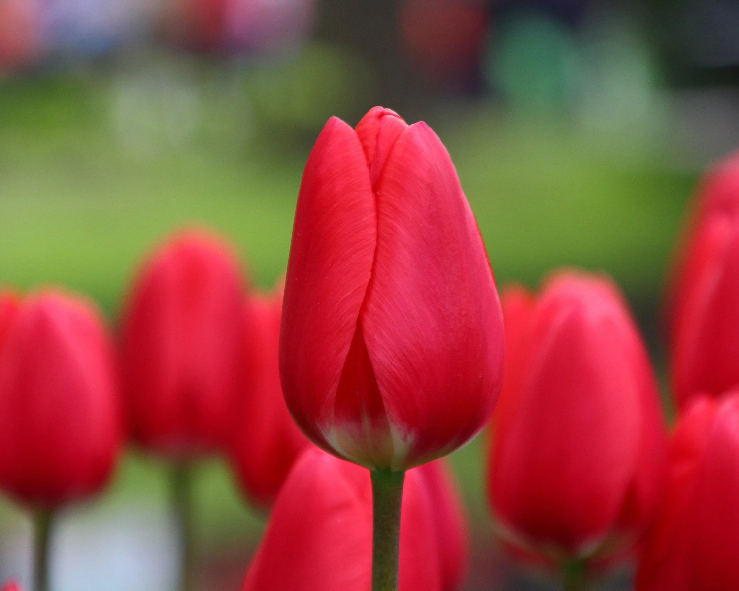 Tulip 'Cherry Delight' - Image 7
