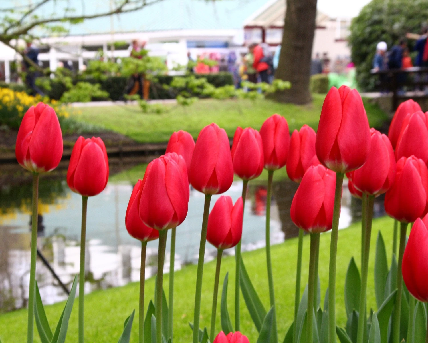 Tulip 'Cherry Delight' - Image 6