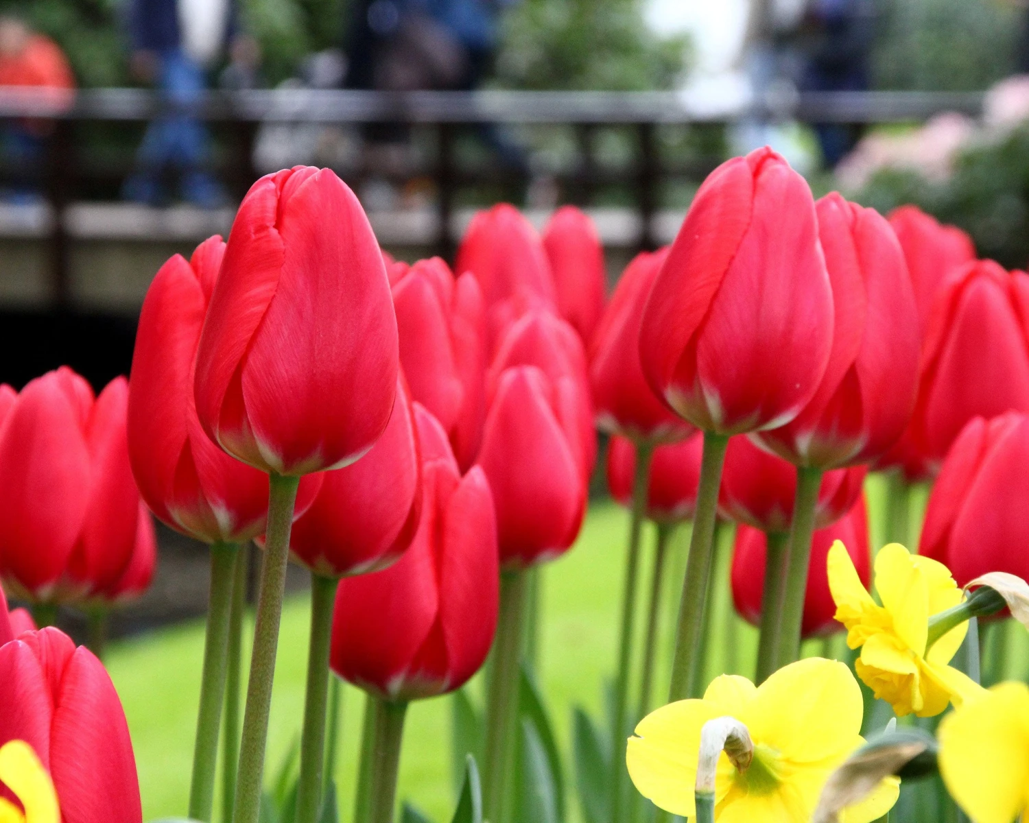 Tulip 'Cherry Delight' - Image 5