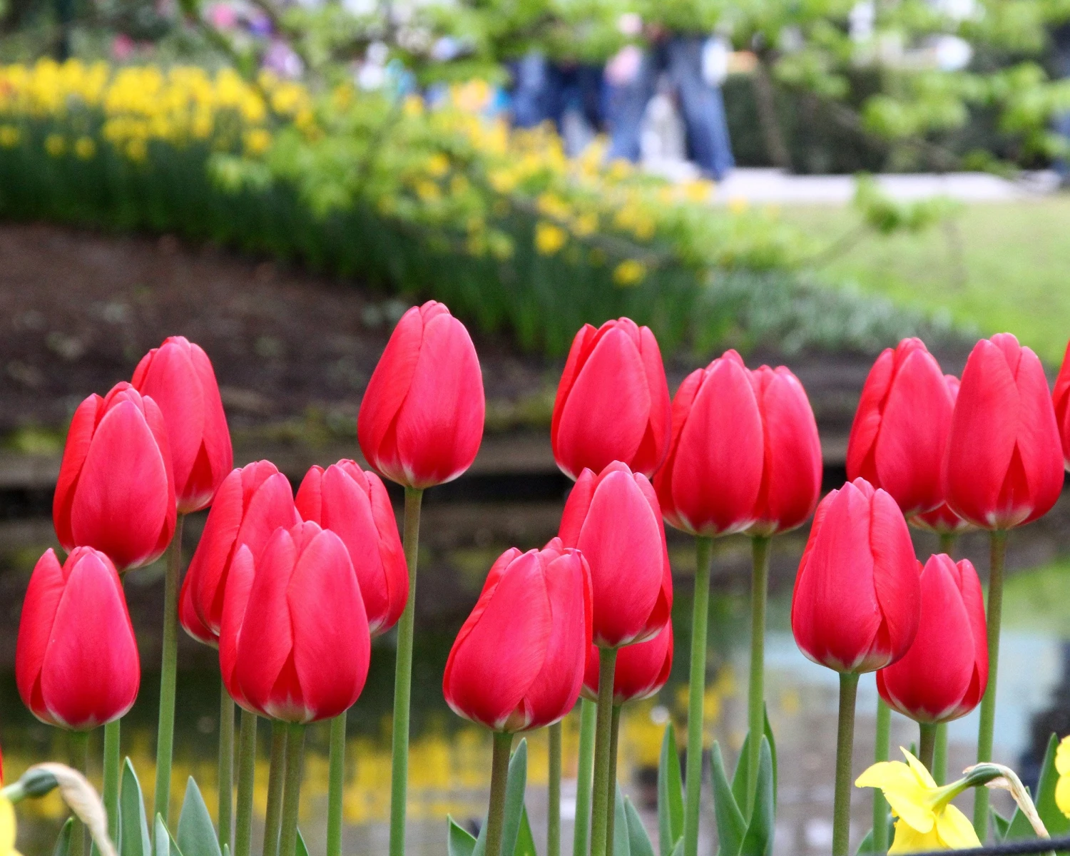 Tulip 'Cherry Delight' - Image 2