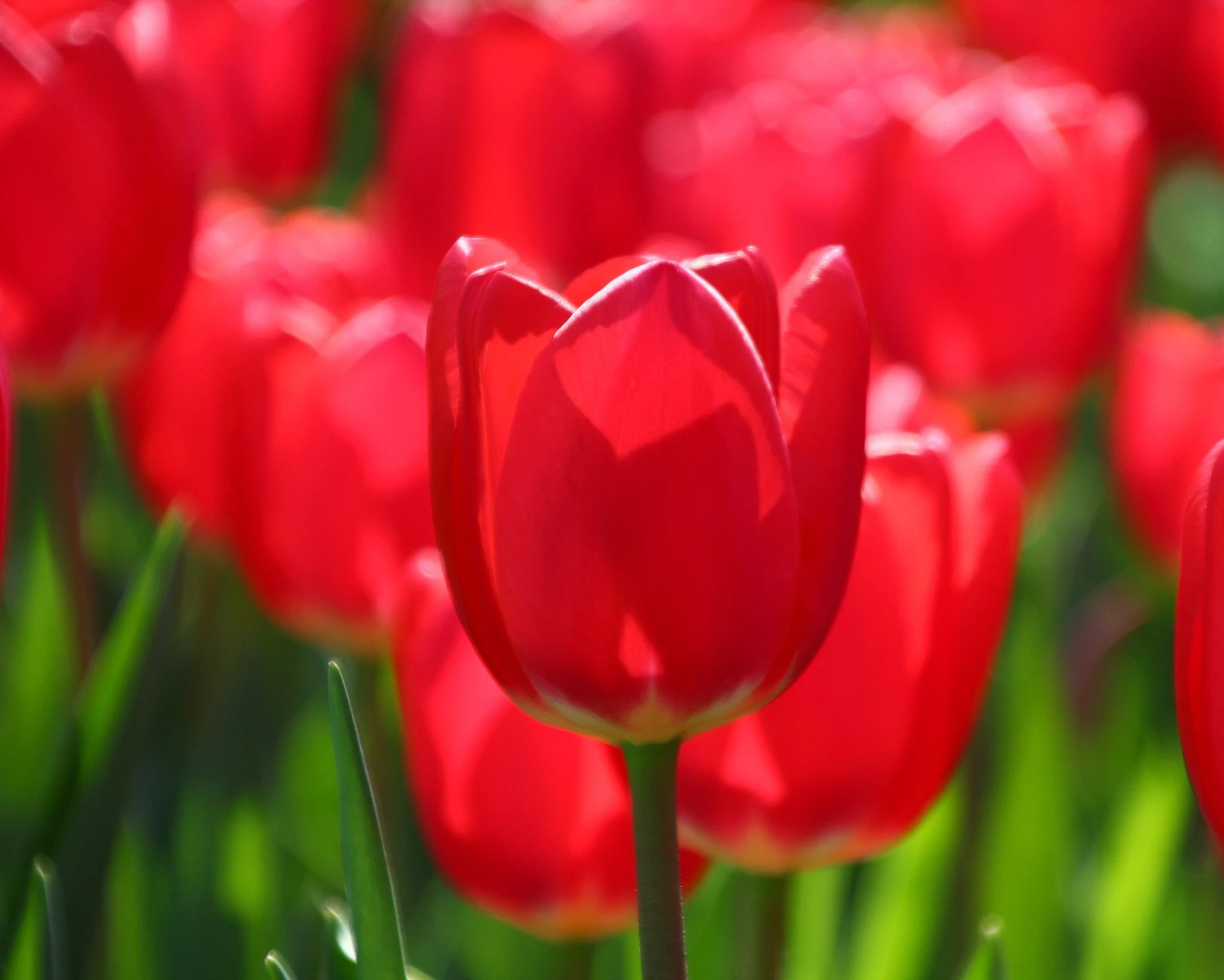 Tulip 'Cherry Delight' - Image 4
