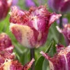 Tulip 'Colour Fusion'