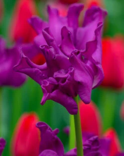 Tulip 'Crown Of Negrita'