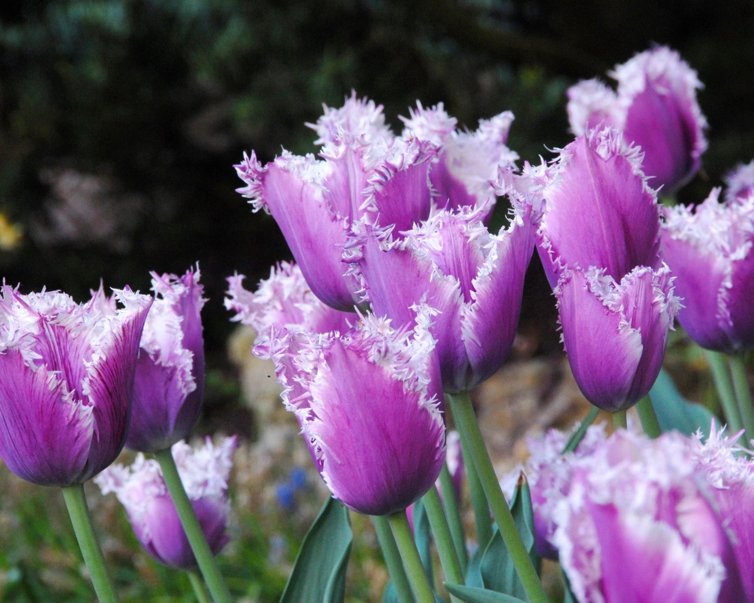 Tulip 'Cummins' - Image 3