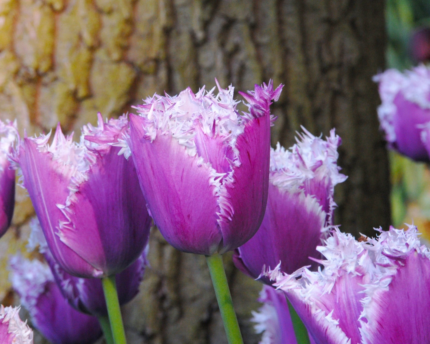 Tulip 'Cummins' - Image 6