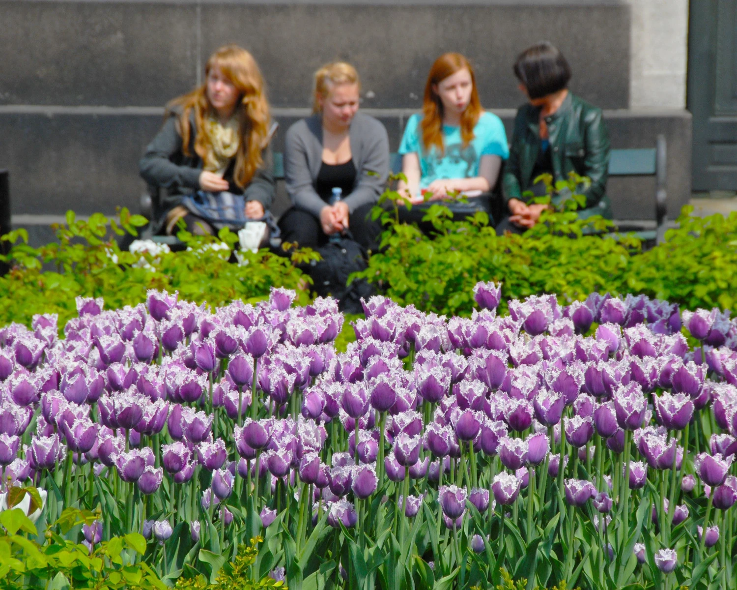 Tulip 'Cummins' - Image 5