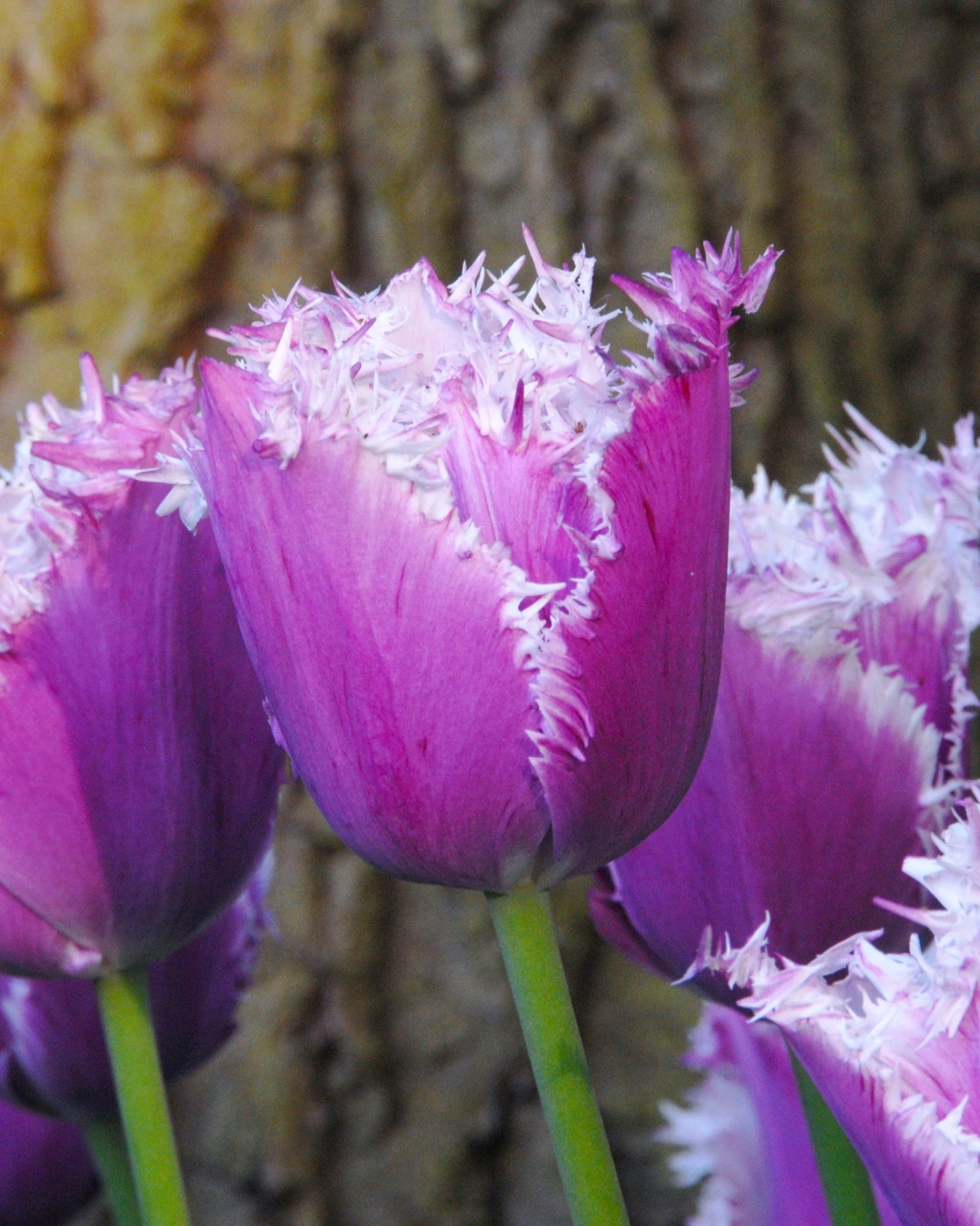 Tulip 'Cummins' - Image 2