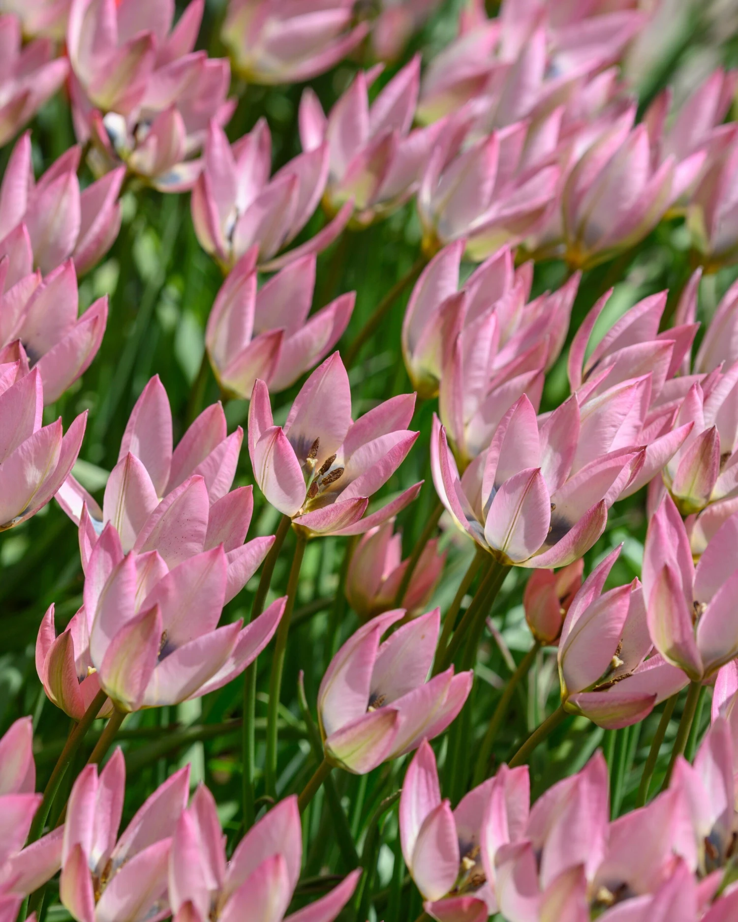 Tulip 'Danique' - Image 2