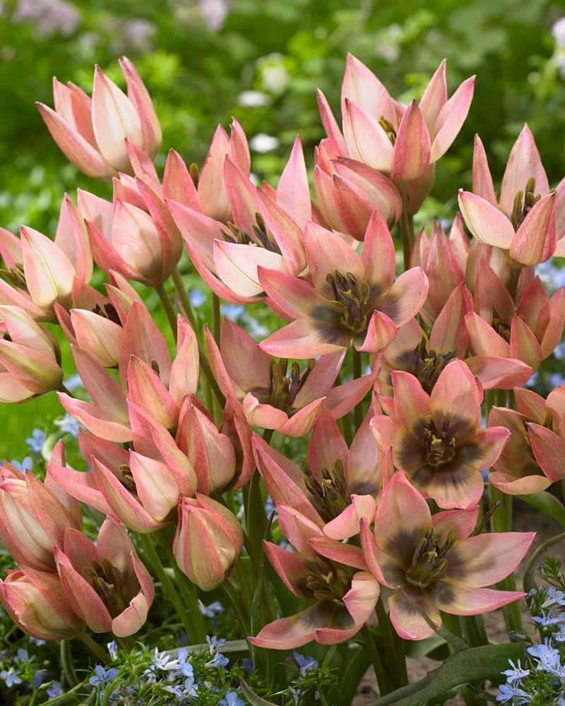 Tulip 'Danique' - Image 5