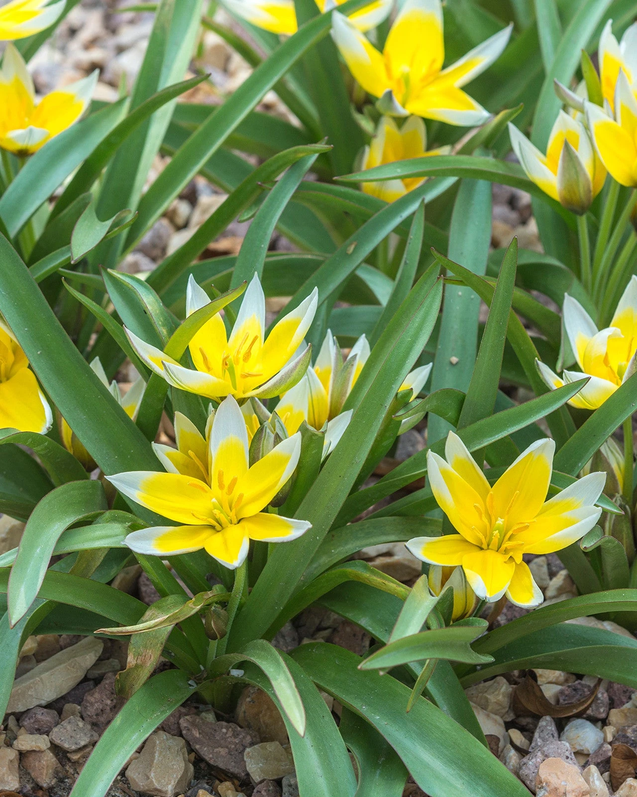 Tulip Dasystemon Tarda - Image 2