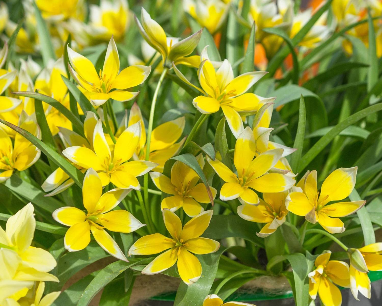 Tulip Dasystemon Tarda - Image 3