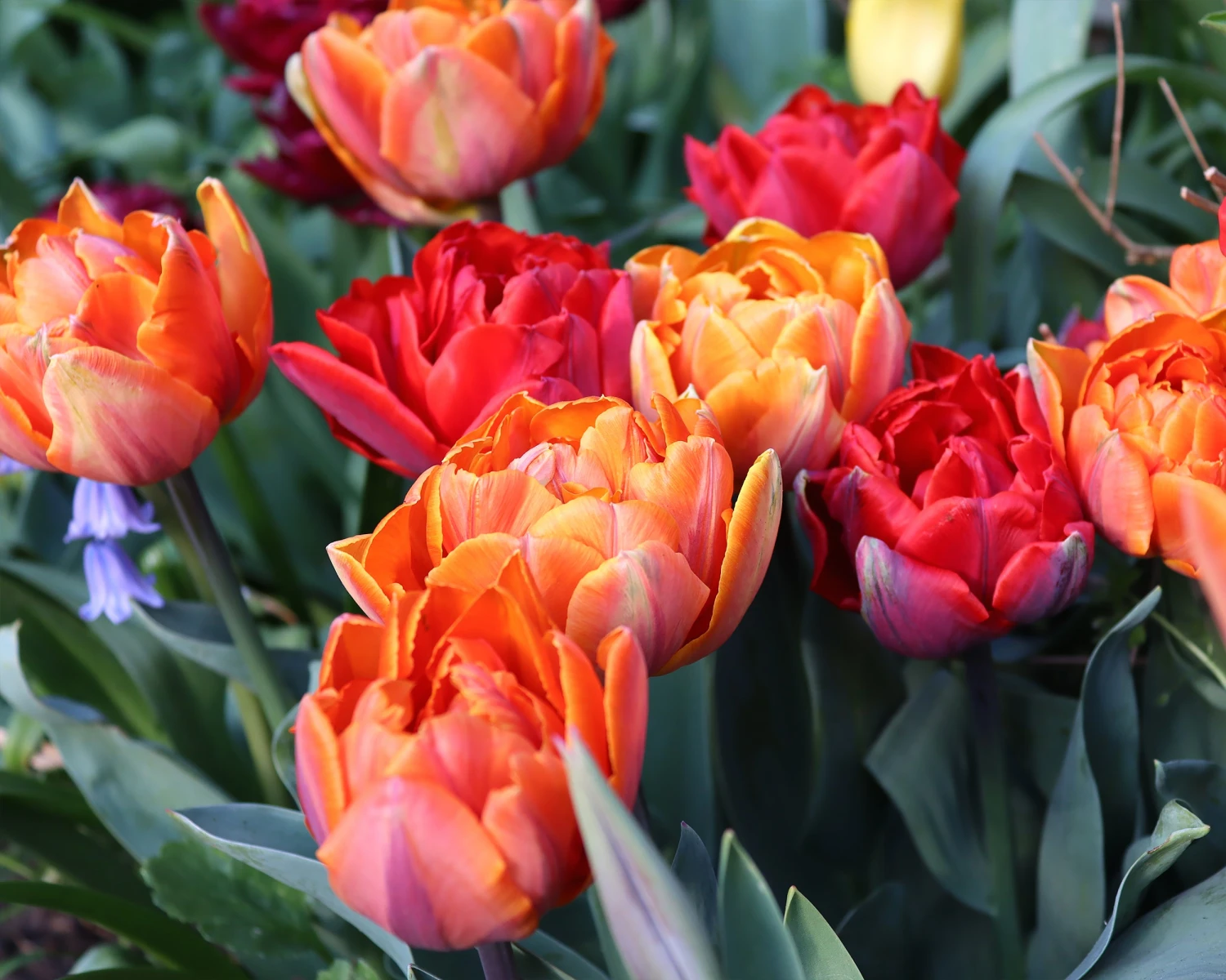 Tulip Collection 'Double Royale' - Image 2