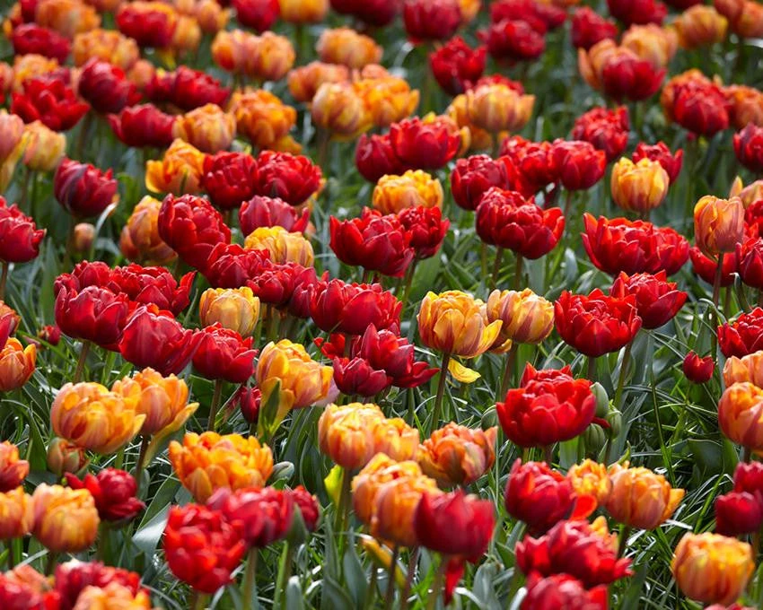 Tulip Collection 'Double Royale' - Image 3