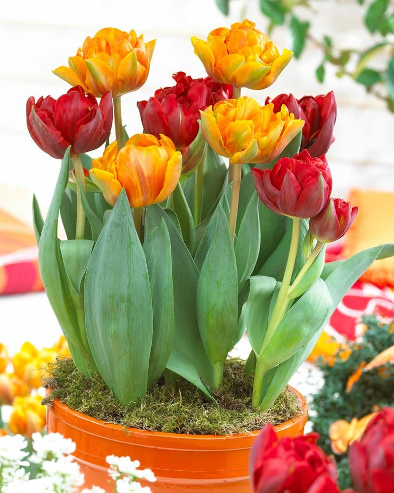 Tulip Collection 'Double Royale' - Image 5
