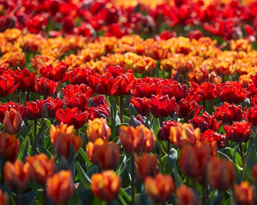 Tulip Collection 'Double Royale' - Image 7