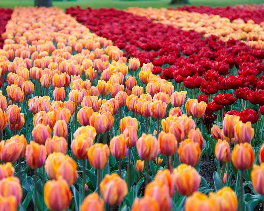 Tulip Collection 'Double Royale' - Image 4