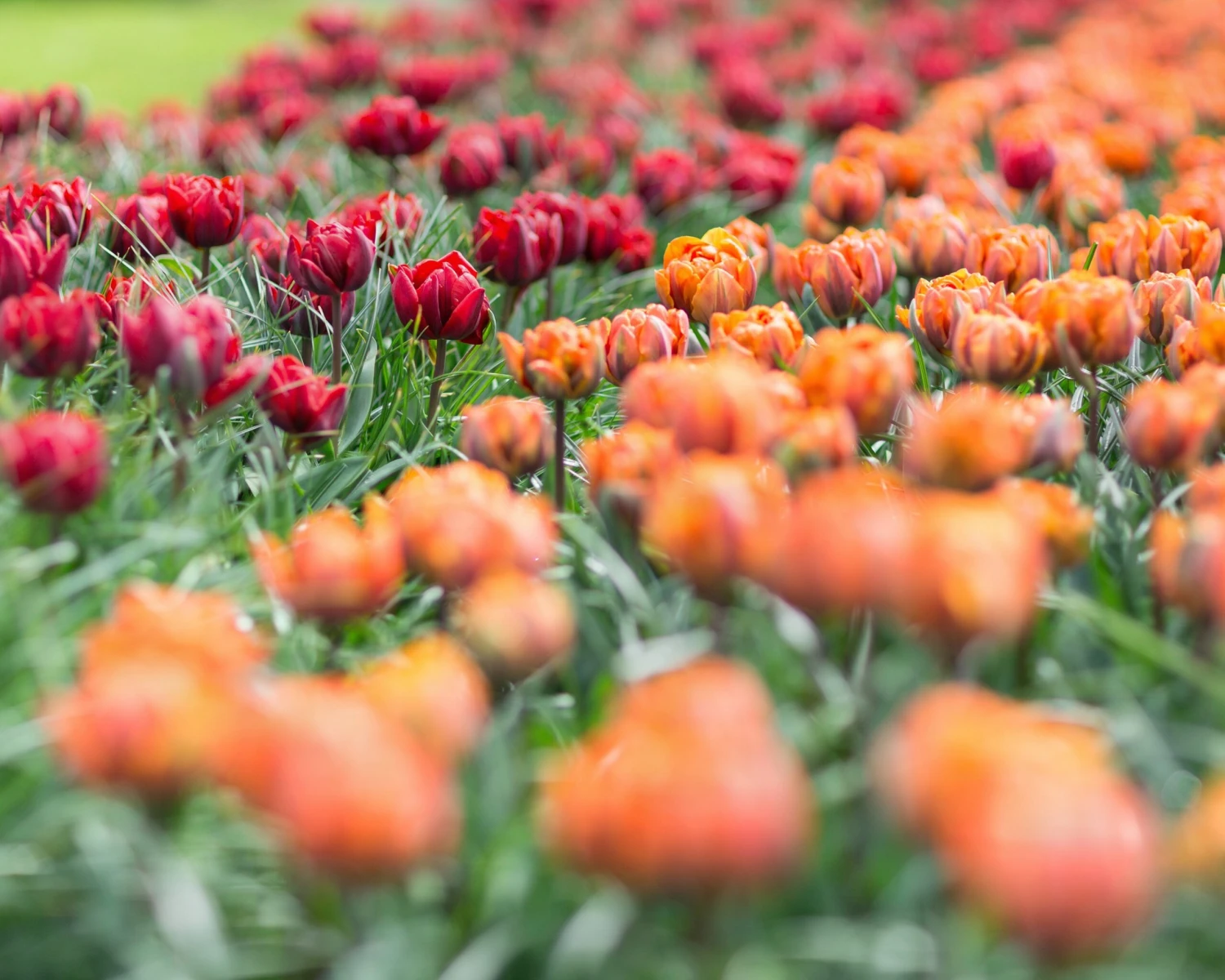 Tulip Collection 'Double Royale' - Image 6