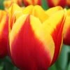 Tulip 'Dow Jones'