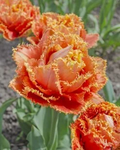 Tulip 'Sensual Touch'