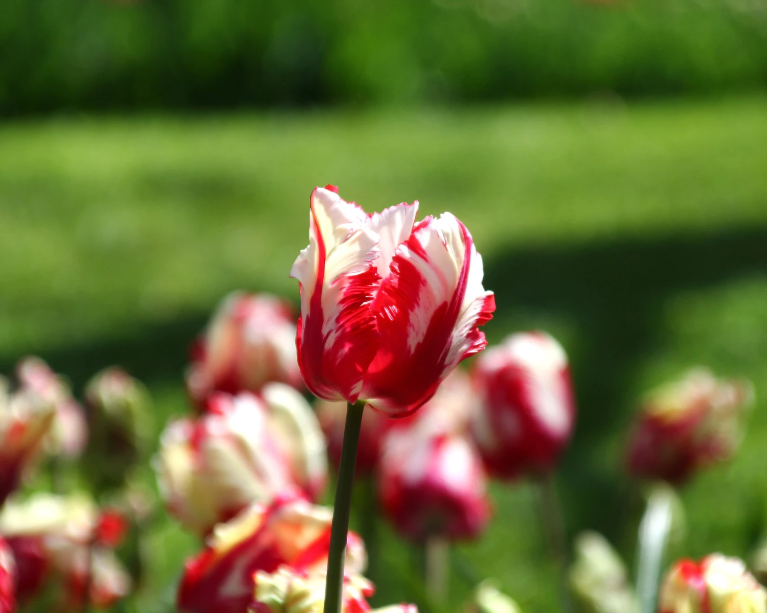 Tulip 'Estella Rijnveld' - Image 5