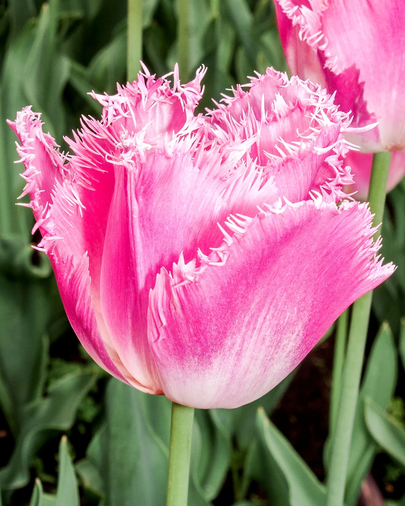 Tulip 'Fancy Frills' - Image 3