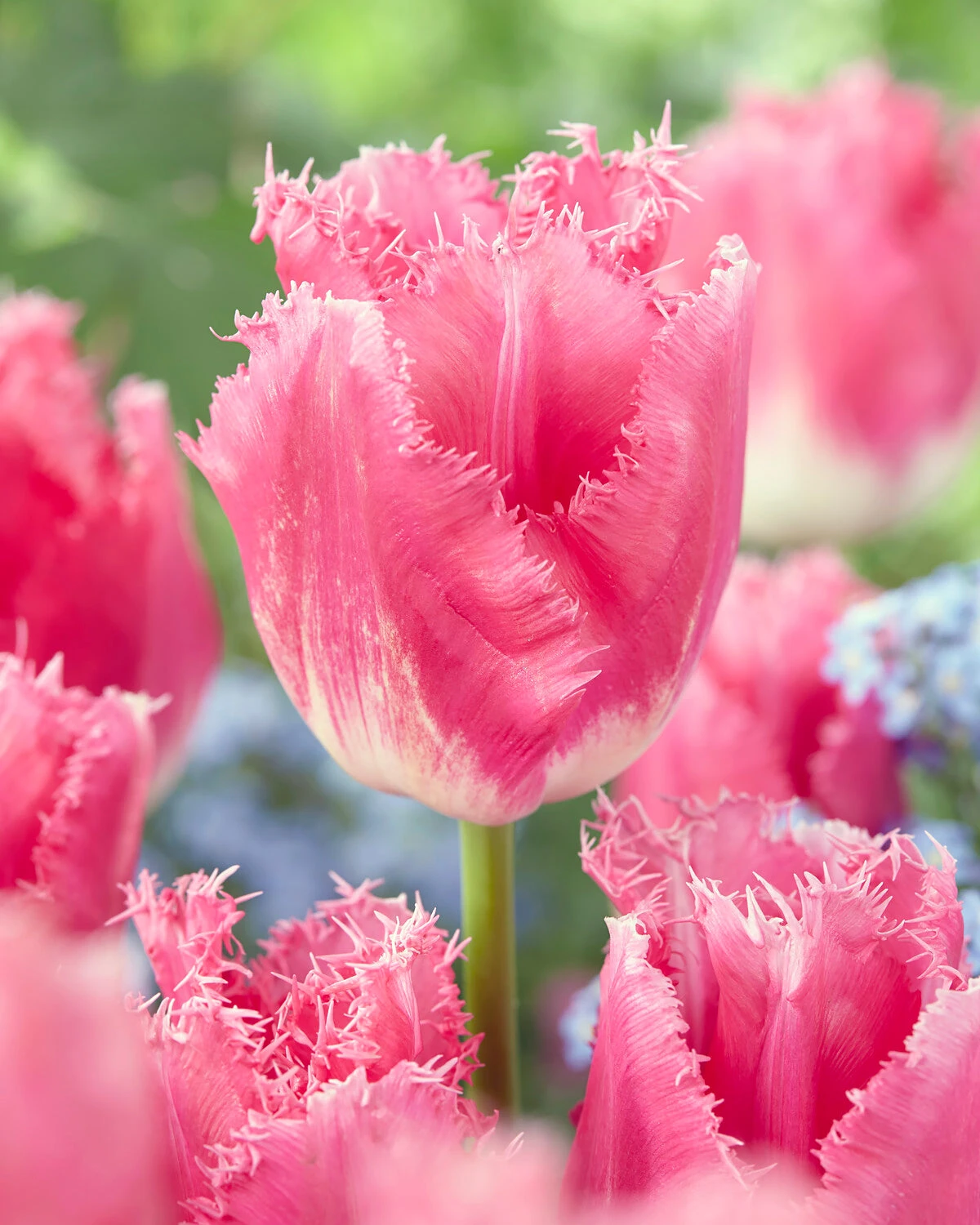 Tulip 'Fancy Frills' - Image 8