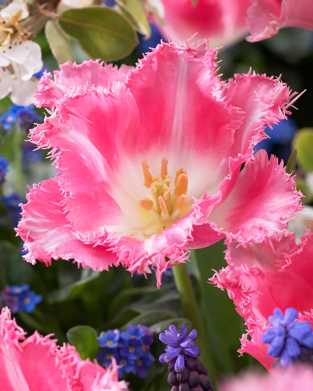 Tulip 'Fancy Frills' - Image 6