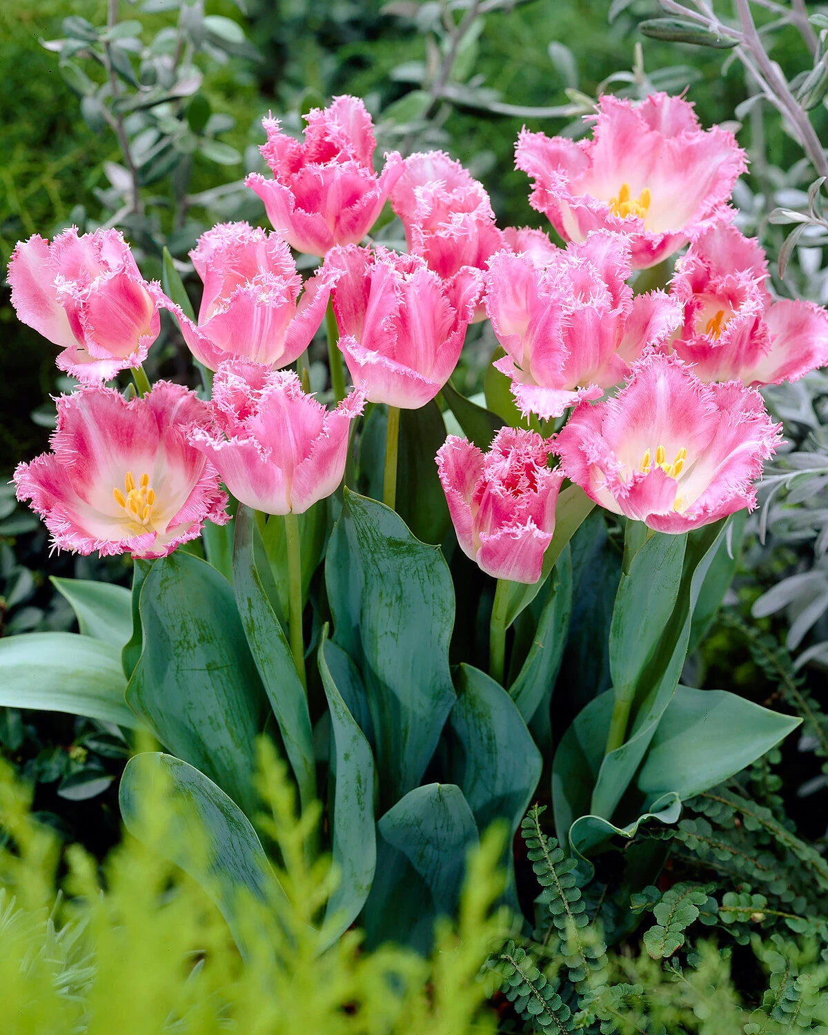 Tulip 'Fancy Frills' - Image 2