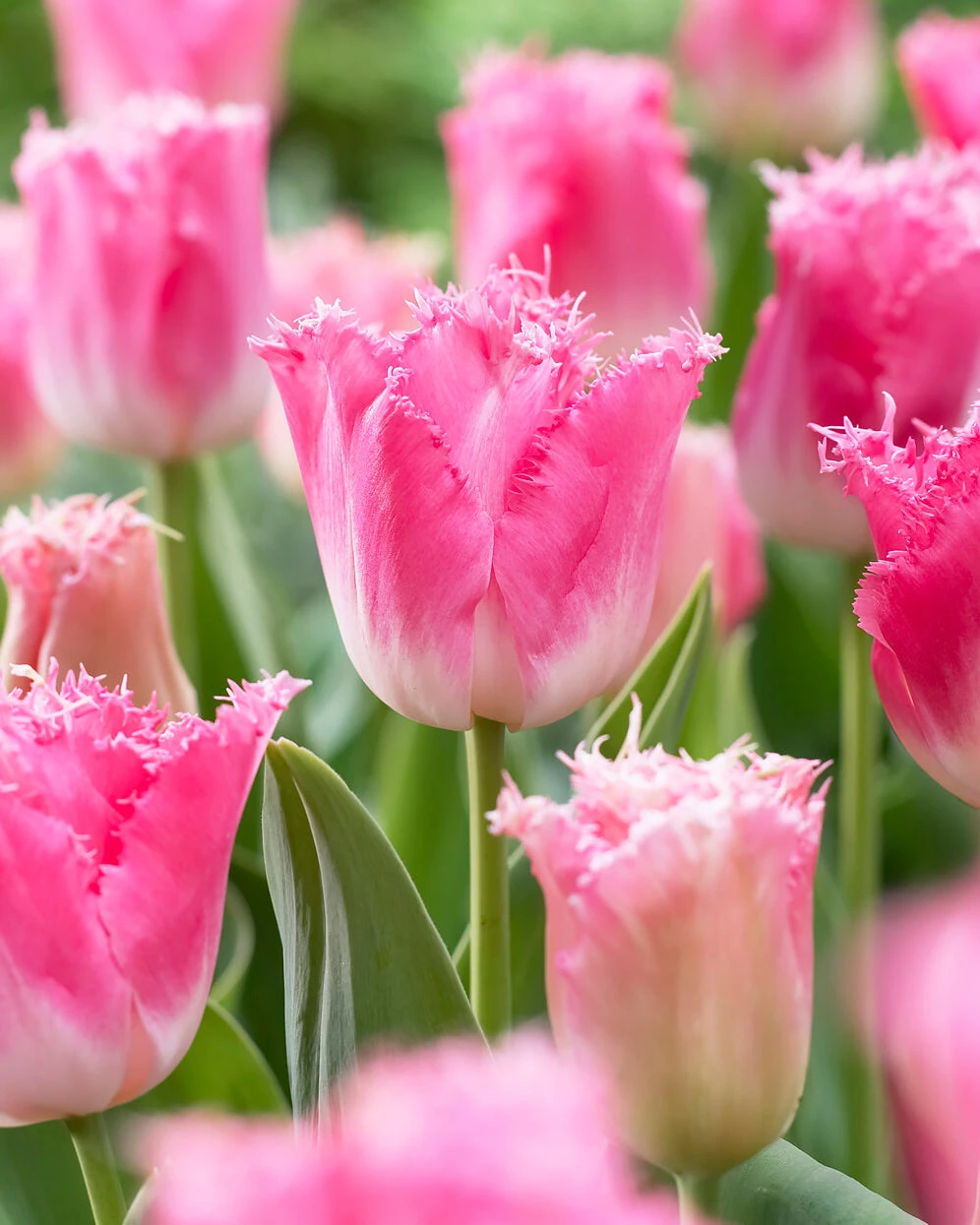 Tulip 'Fancy Frills' - Image 5