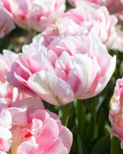 Tulip 'Finola'