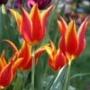 Tulip 'Fly Away'