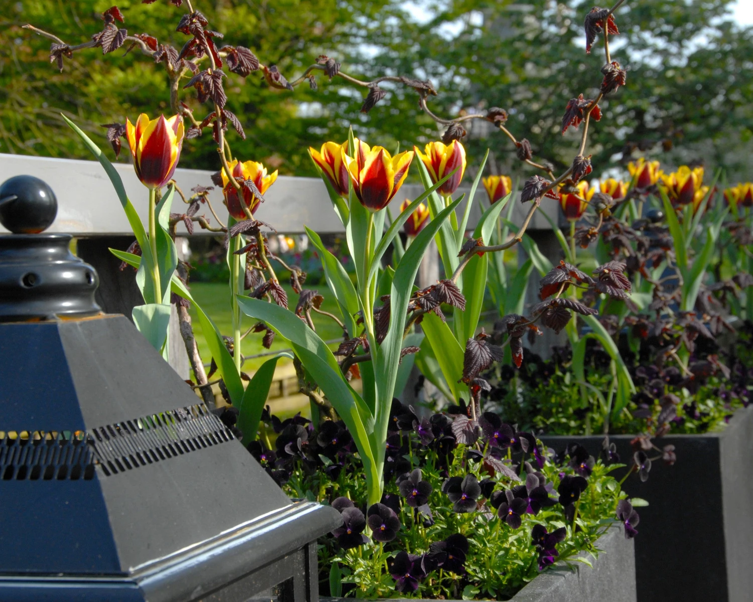 Tulip 'Gavota' - Image 7