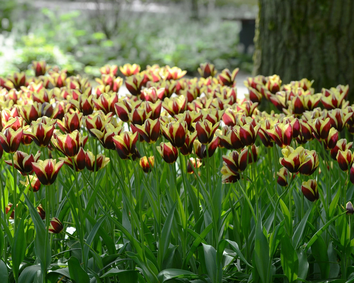 Tulip 'Gavota' - Image 5
