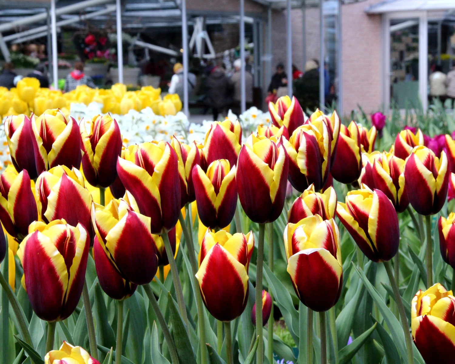 Tulip 'Gavota' - Image 8