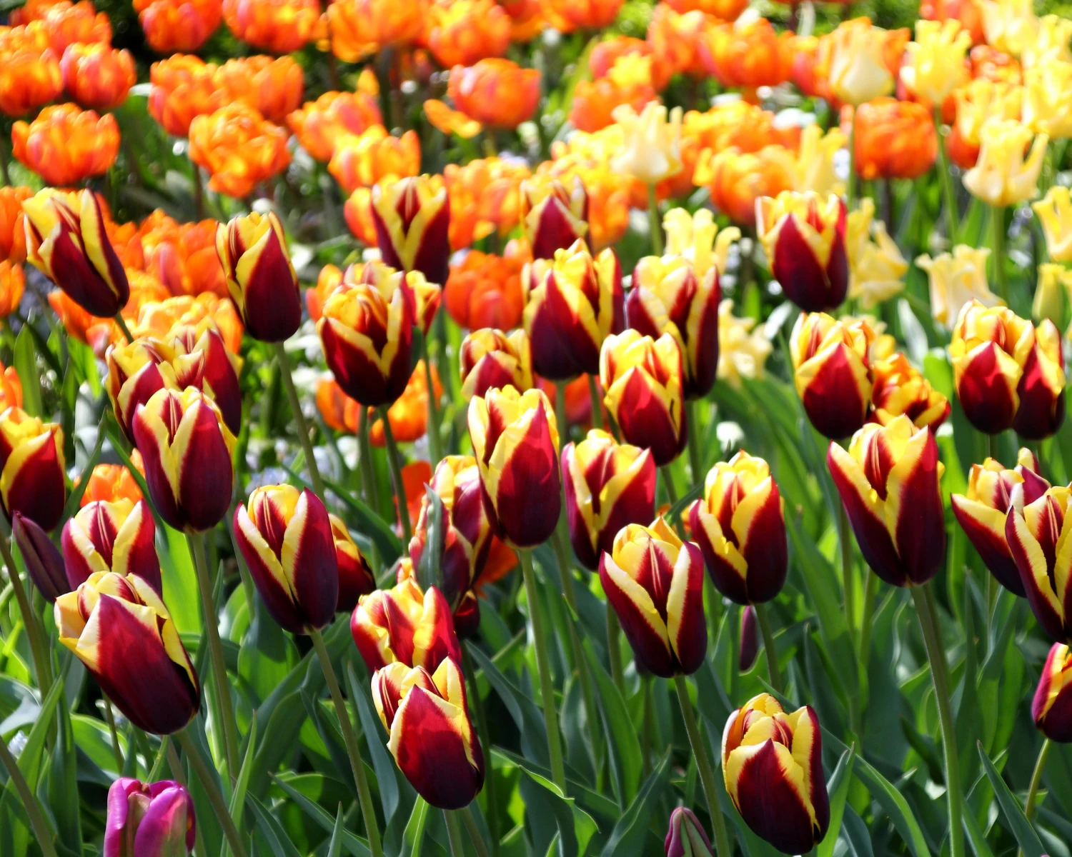 Tulip 'Gavota' - Image 9