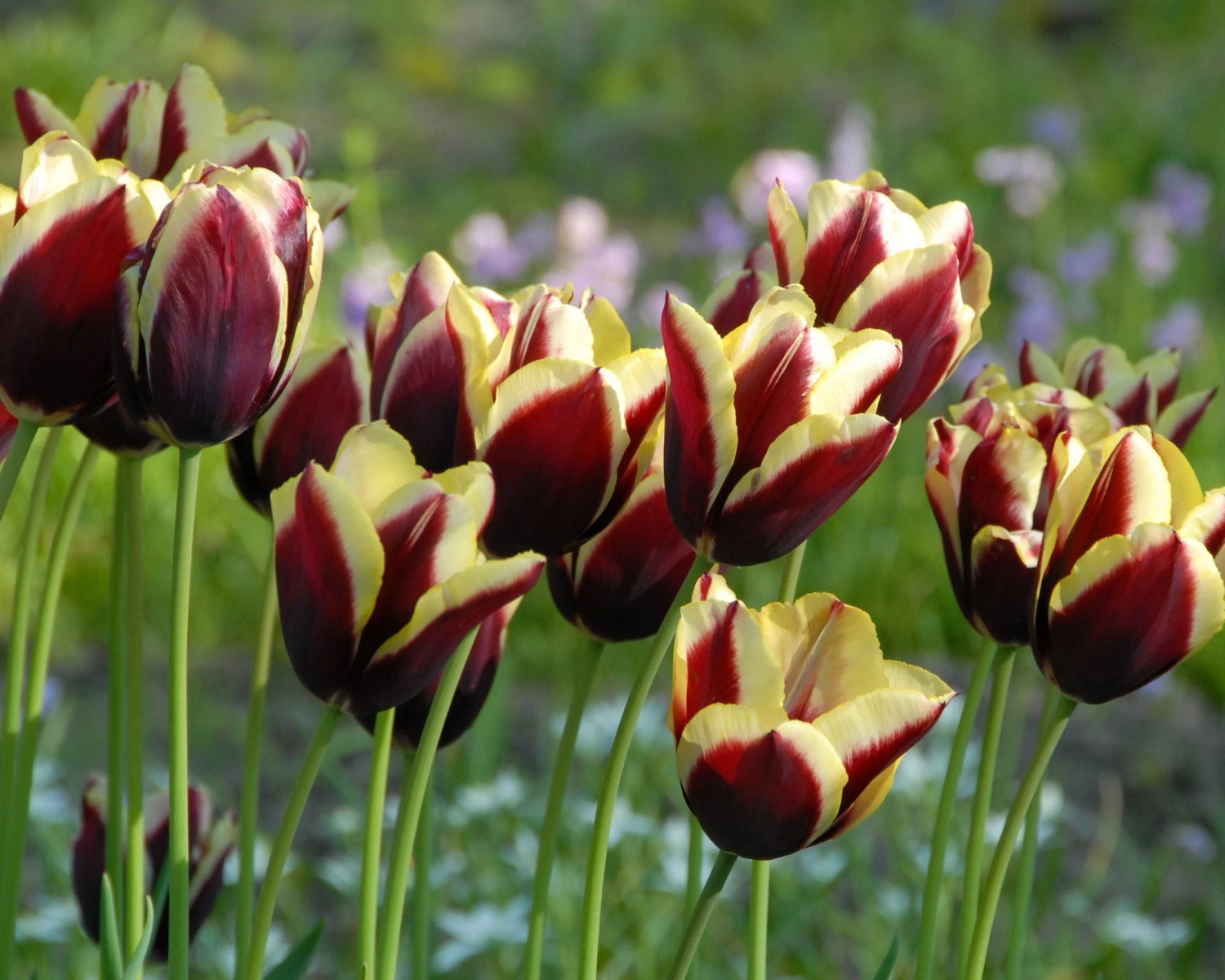 Tulip 'Gavota' - Image 6