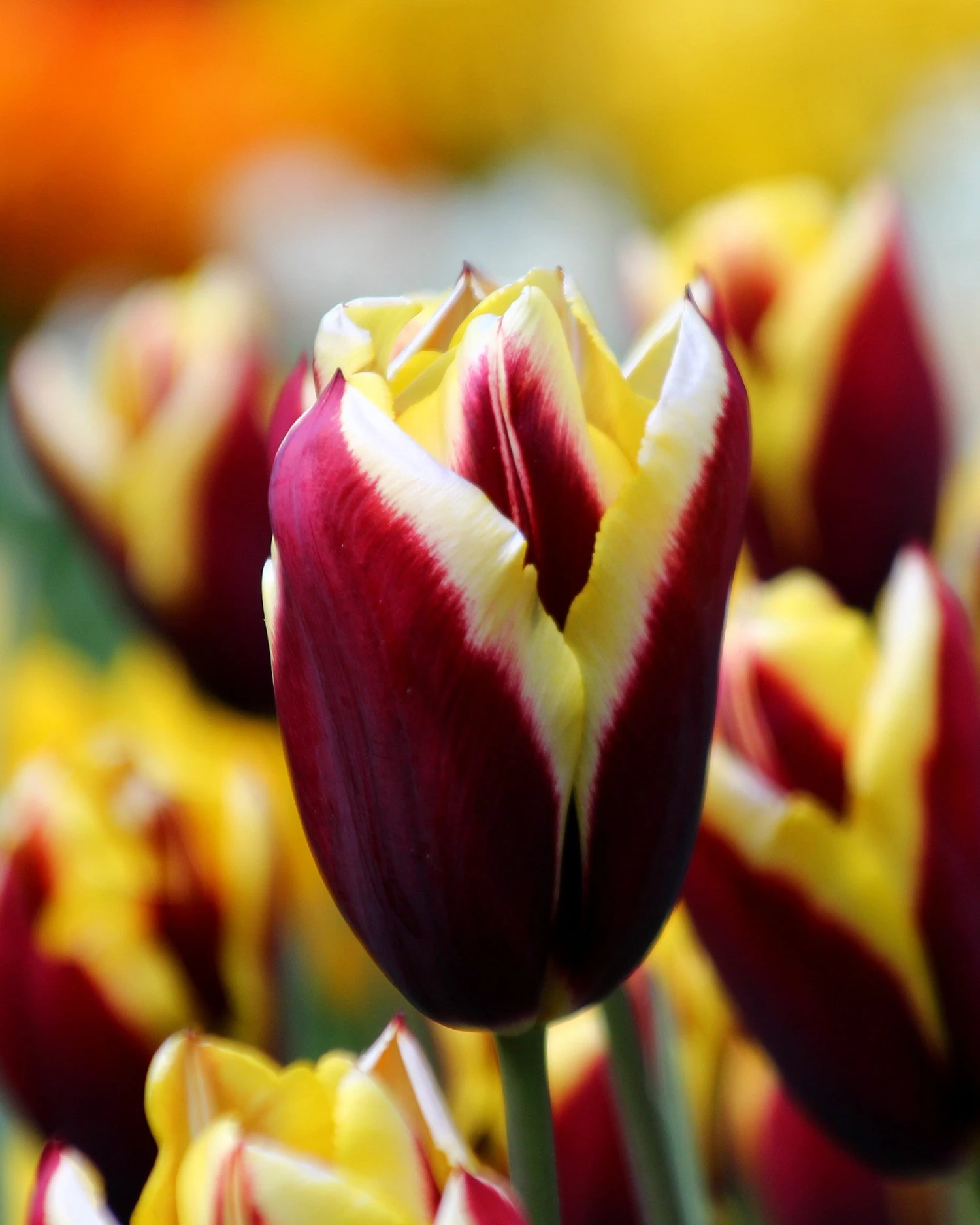 Tulip 'Gavota' - Image 3